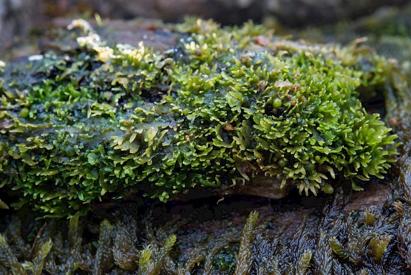 Riccardia palmata - &copy; Charles Hipkin