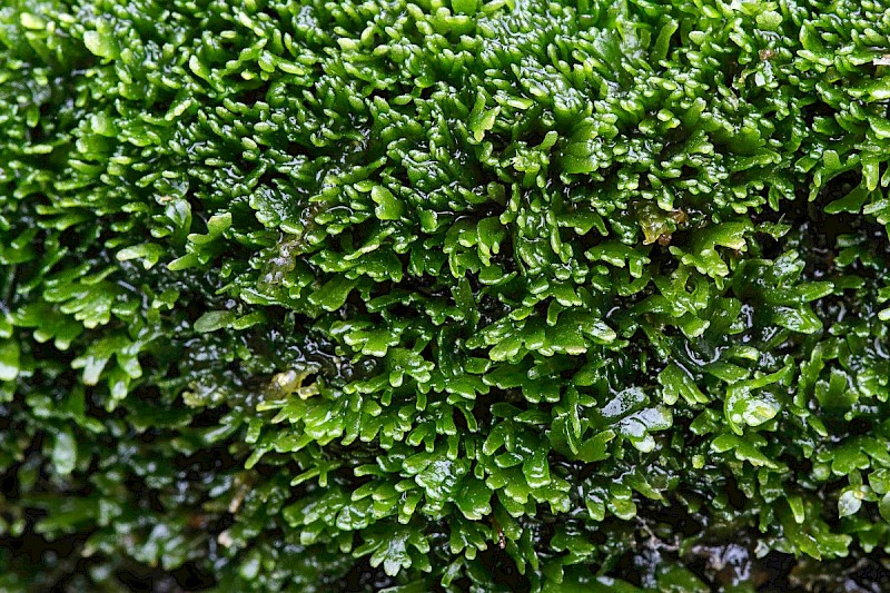 Riccardia palmata - &copy; Charles Hipkin