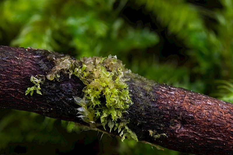 Colura calyptrifolia - &copy; Charles Hipkin