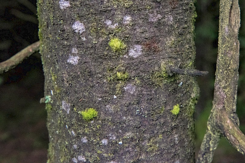 Colura calyptrifolia - &copy; Charles Hipkin