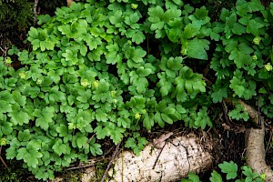 Adoxa moschatellina Moschatel