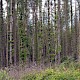 Picea sitchensis