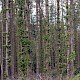 Picea sitchensis