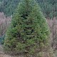 Cryptomeria japonica