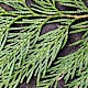 Thuja plicata