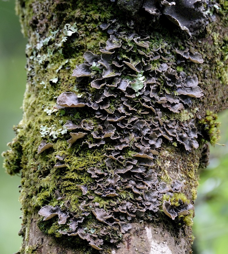 Sticta limbata - &copy; Charles Hipkin