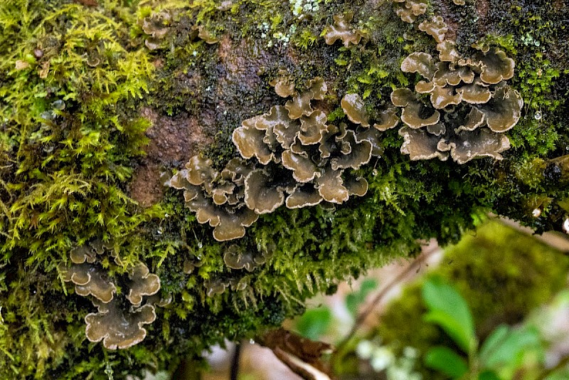 Sticta limbata - &copy; Charles Hipkin