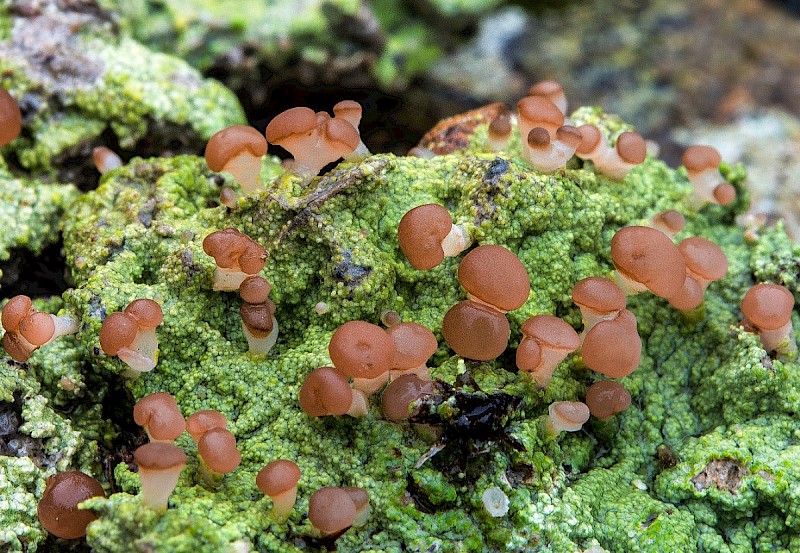 Baeomyces rufus - &copy; Charles Hipkin