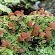 Baeomyces rufus