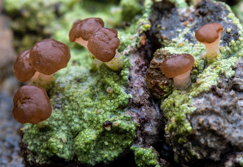 Baeomyces rufus - &copy; Charles Hipkin