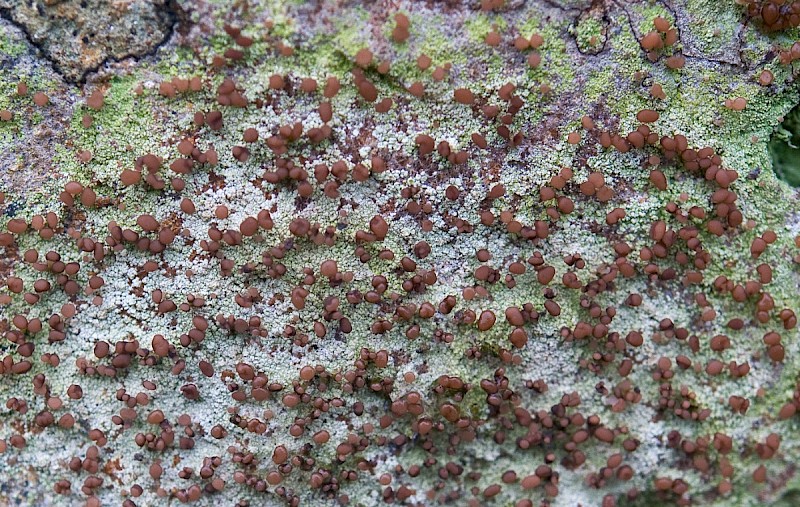 Baeomyces rufus - &copy; Charles Hipkin