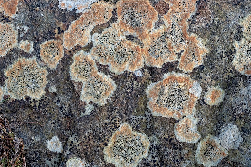 Lecidea lithophila - &copy; Charles Hipkin