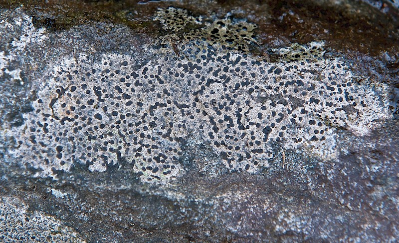 Rhizocarpon reductum - &copy; Charles Hipkin