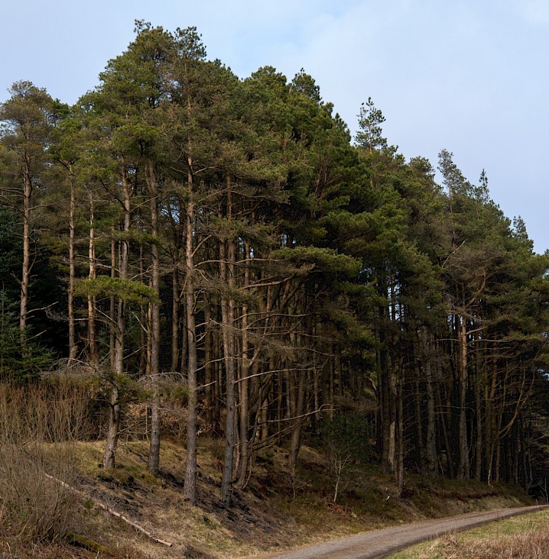 Pinus sylvestris - © Charles Hipkin