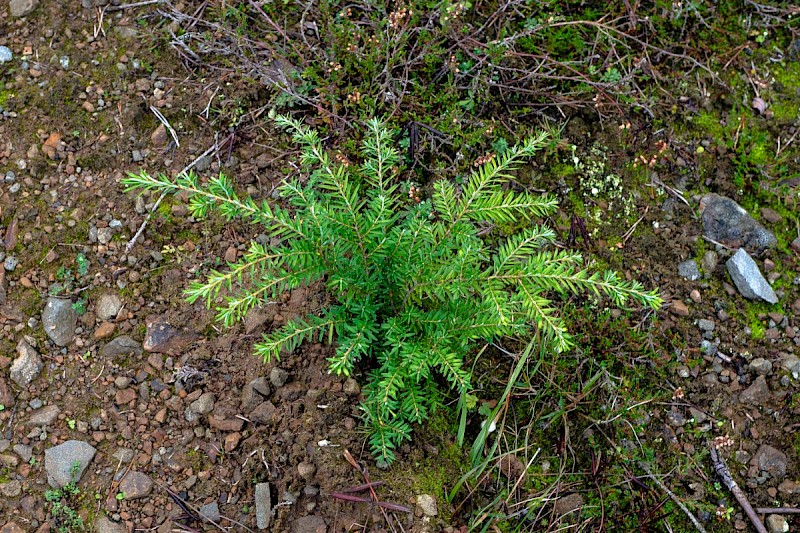 Tsuga heterophylla