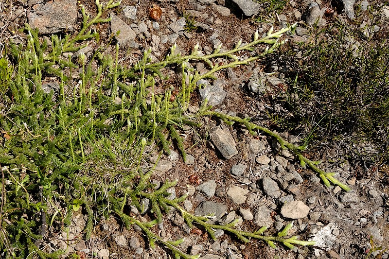 Lycopodium clavatum - &copy; Charles Hipkin