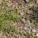 Lycopodium clavatum