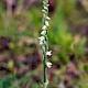 Spiranthes spiralis