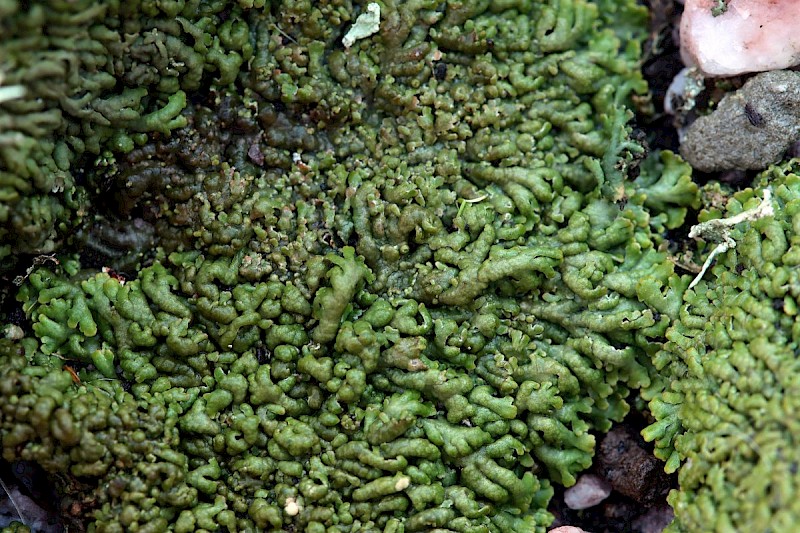 Anaptychia runcinata - &copy; Barry Stewart