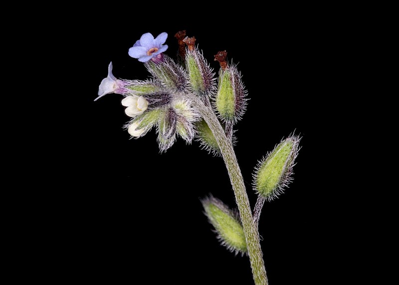 Myosotis discolor - &copy; Barry Stewart