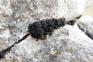 Synalissa ramulosa 