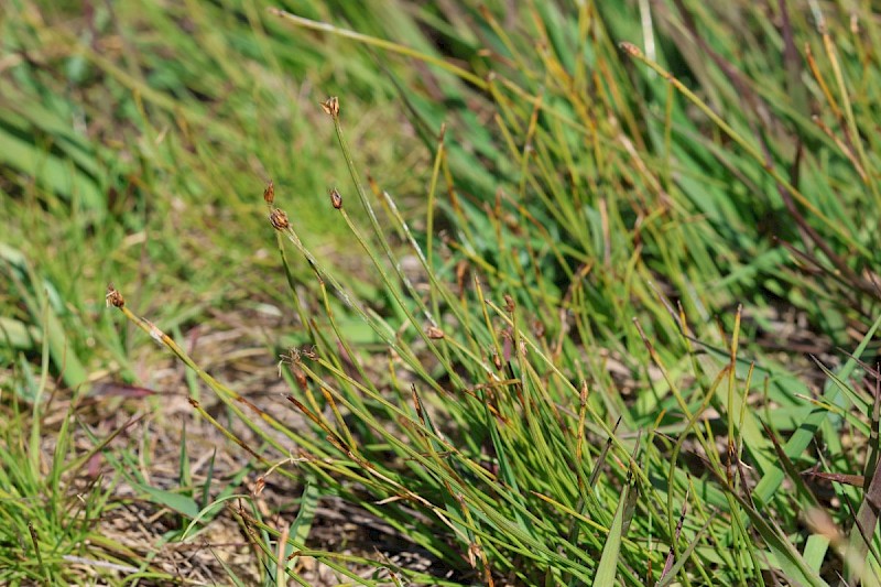 Eleocharis multicaulis - &copy; Barry Stewart