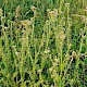 Carduus tenuiflorus