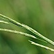 Glyceria declinata
