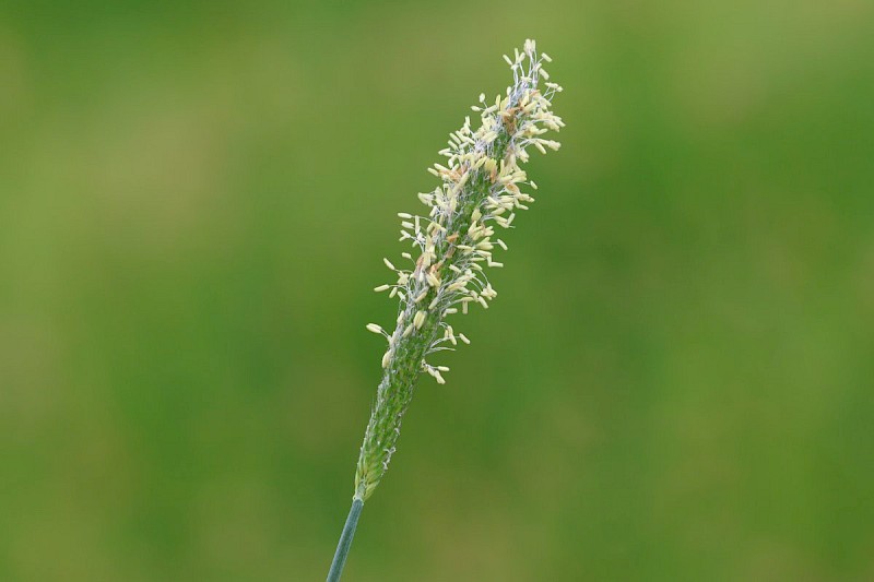 Alopecurus geniculatus - &copy; Barry Stewart