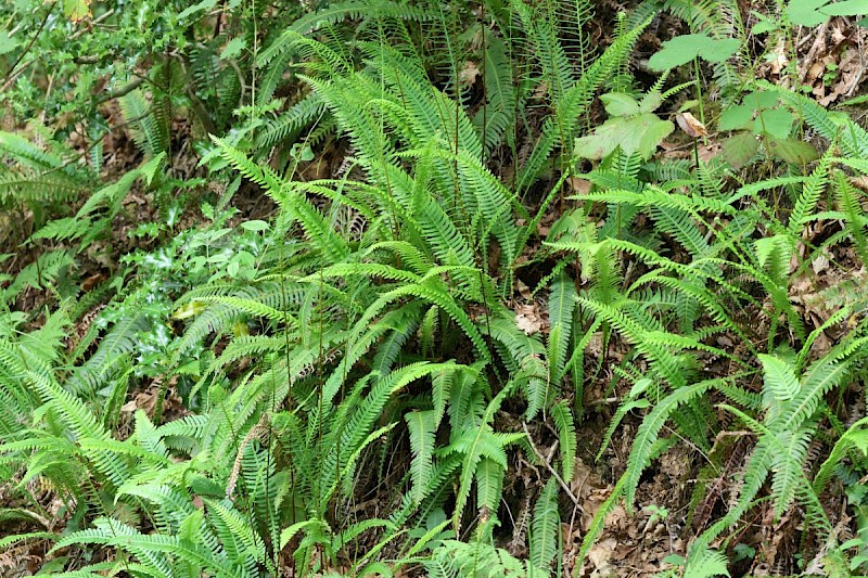 Blechnum spicant - &copy; Barry Stewart