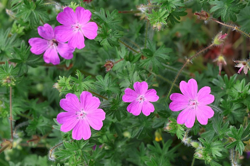 Geranium sanguineum - © Barry Stewart