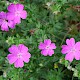 Geranium sanguineum