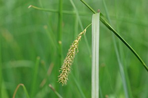 Carex vesicaria Bladder-sedge