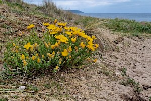 Hypericum olympicum 
