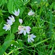 Allium roseum