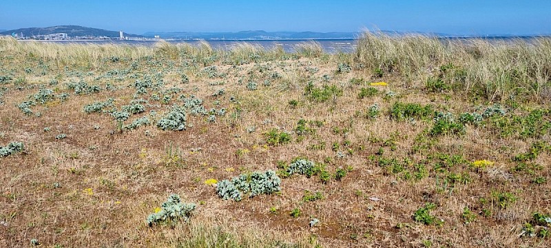 Eryngium maritimum - © Barry Stewart