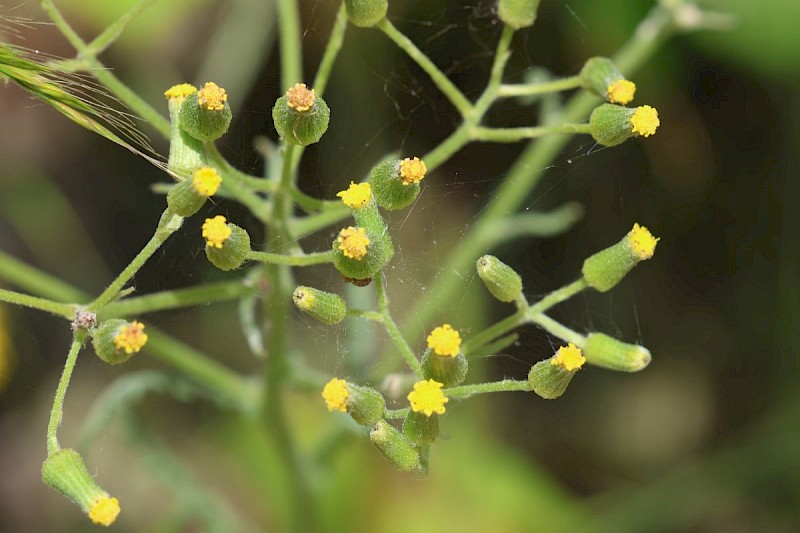 Senecio sylvaticus - © Barry Stewart