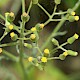 Senecio sylvaticus