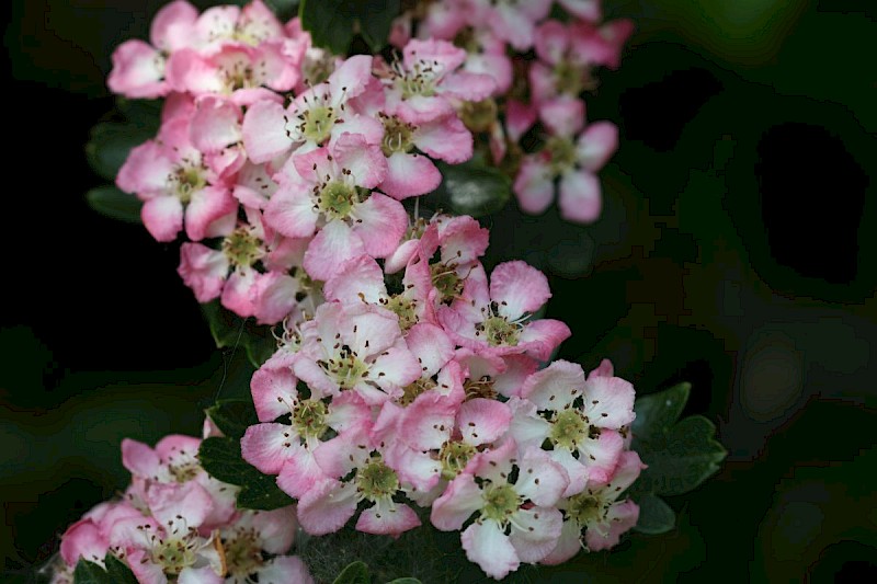 Crataegus monogyna - © Barry Stewart