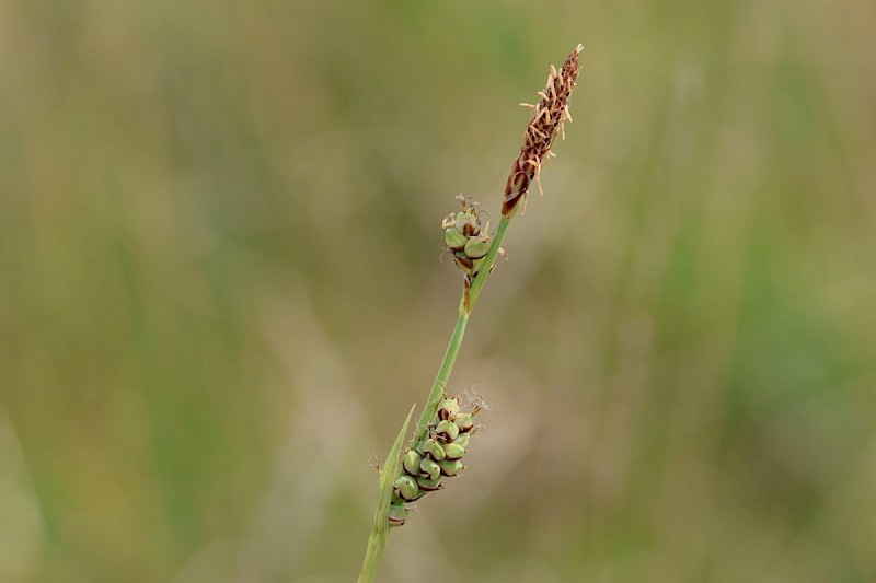 Carex panicea - © Barry Stewart