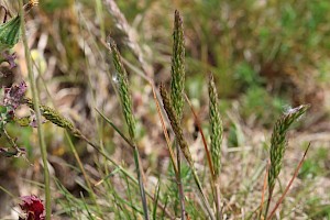 Koeleria macrantha Crested Hair-grass