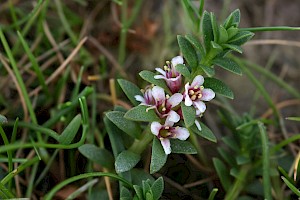 Glaux maritima Sea-milkwort