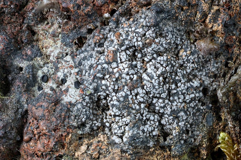 Rhizocarpon reductum - &copy; Barry Stewart