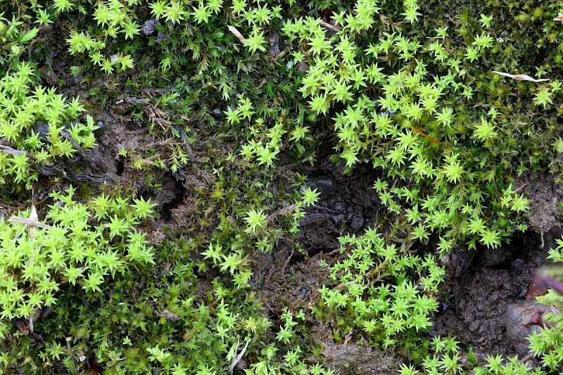 Pseudocrossidium hornschuchianum - &copy; Barry Stewart