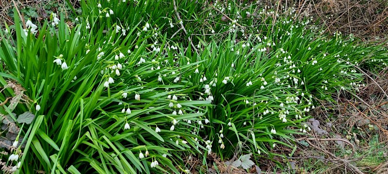 Leucojum aestivum subsp. pulchellum - &copy; Barry Stewart