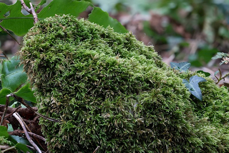 Plasteurhynchium striatulum - &copy; Barry Stewart