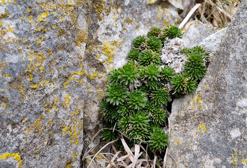 Draba aizoides - © Barry Stewart