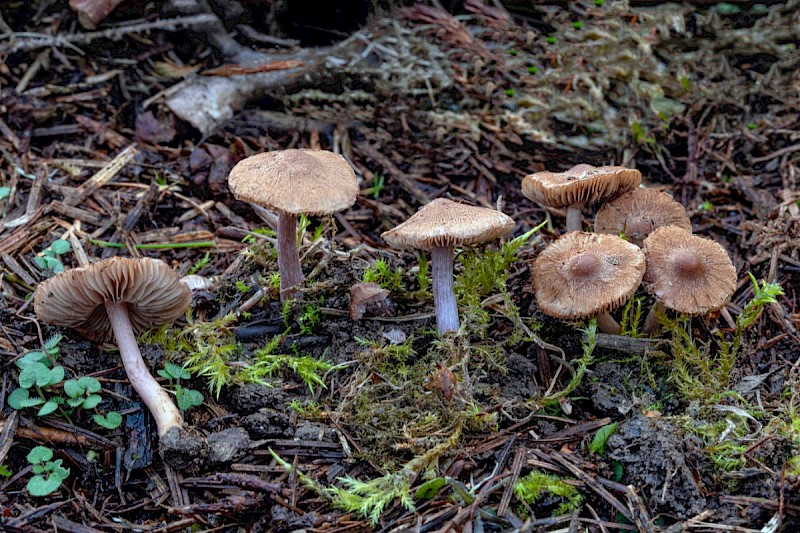Inocybe pusio - &copy; Charles Hipkin