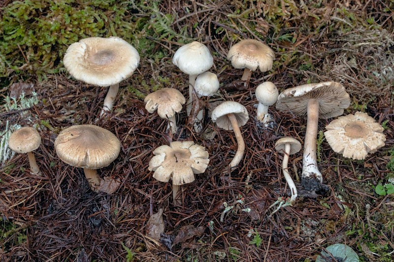 Inocybe sindonia - &copy; Charles Hipkin