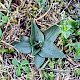 Spiranthes spiralis